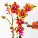Kombineret Tilbud: 2 Orange Duftende Phalaenopsis Orkideer