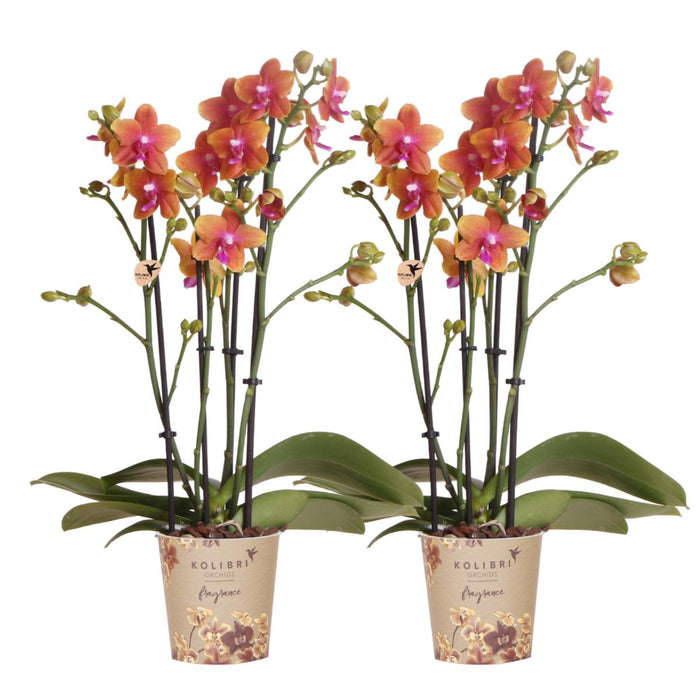 Kombineret Tilbud: 2 Orange Duftende Phalaenopsis Orkideer