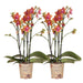 Kombineret Tilbud: 2 Orange Duftende Phalaenopsis Orkideer