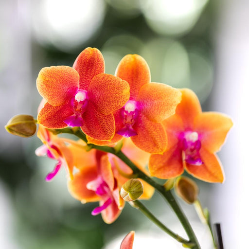 Kombineret Tilbud: 2 Orange Duftende Phalaenopsis Orkideer