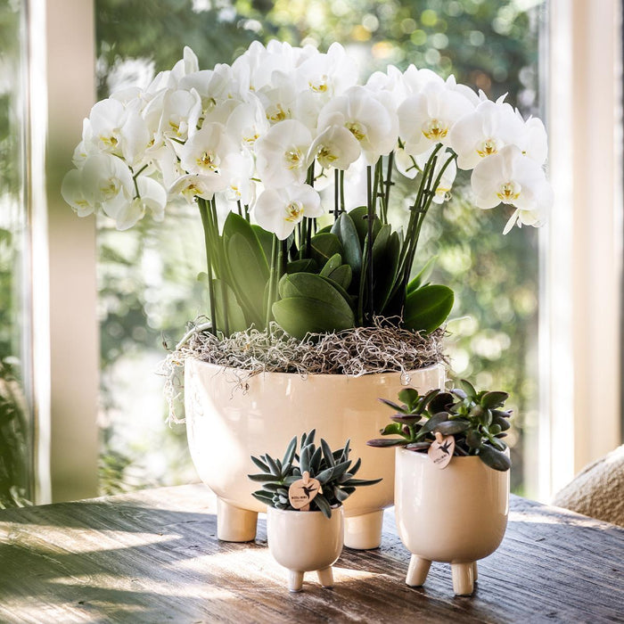 Kombineret Tilbud - Gummy Travertine Pots