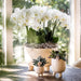 Kombineret Tilbud - Gummy Travertine Pots