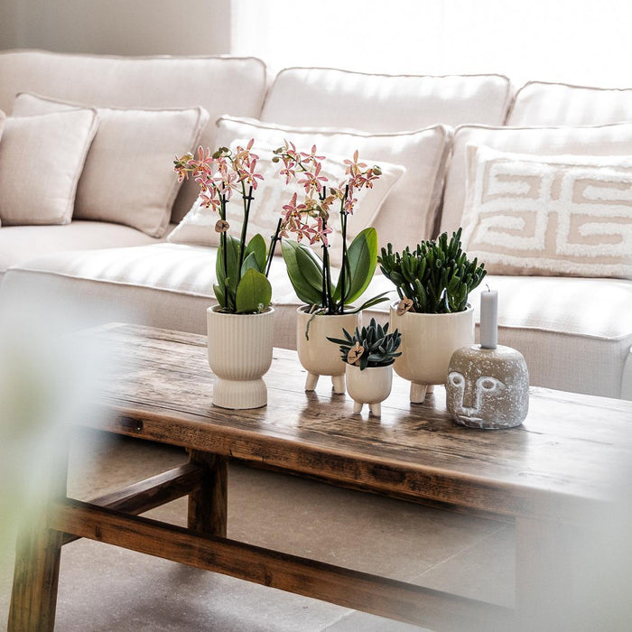 Kombineret Tilbud - Gummy Travertine Pots