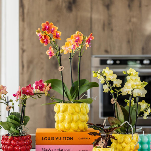 Kombineret Tilbud På 4 Orange Duftende Phalaenopsis Orkideer