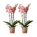 Phalaenopsis Pirate Picotee Duo Tilbud - Blomstrende Orkideer
