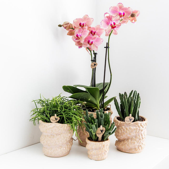 Særtilbud: 4 Phalaenopsis Pirate Picotee Orkideer
