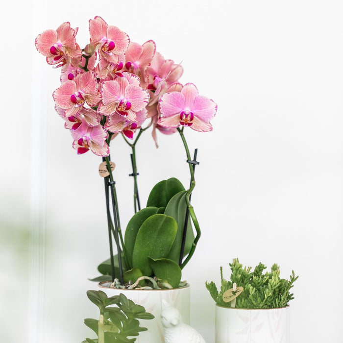 Særtilbud: 4 Phalaenopsis Pirate Picotee Orkideer