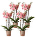 Særtilbud: 4 Phalaenopsis Pirate Picotee Orkideer
