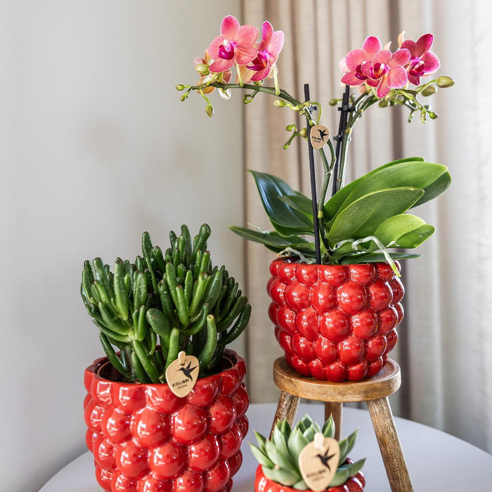 Særtilbud: 4 Congo Red Phalaenopsis Orkideer