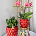 Særtilbud: 4 Congo Red Phalaenopsis Orkideer