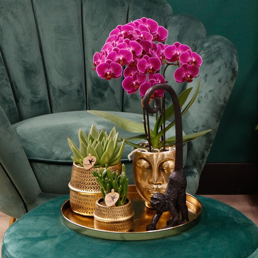Særtilbud: 4 Blomstrende Lilla Phalaenopsis-Orkideer
