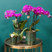 Særtilbud: 4 Blomstrende Lilla Phalaenopsis-Orkideer