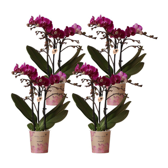 Særtilbud: 4 Blomstrende Lilla Phalaenopsis-Orkideer