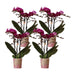 Særtilbud: 4 Blomstrende Lilla Phalaenopsis-Orkideer