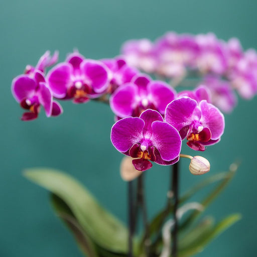 Særtilbud: 4 Blomstrende Lilla Phalaenopsis-Orkideer