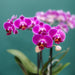 Særtilbud: 4 Blomstrende Lilla Phalaenopsis-Orkideer