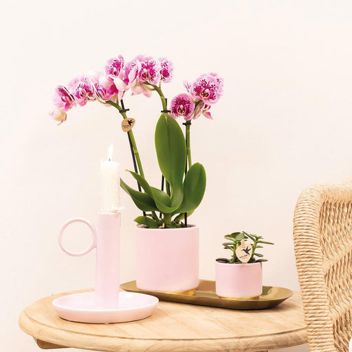 Særtilbud: 4 Lyserøde Phalaenopsis-Orkideer - El Salvador