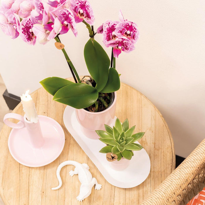 Særtilbud: 4 Lyserøde Phalaenopsis-Orkideer - El Salvador