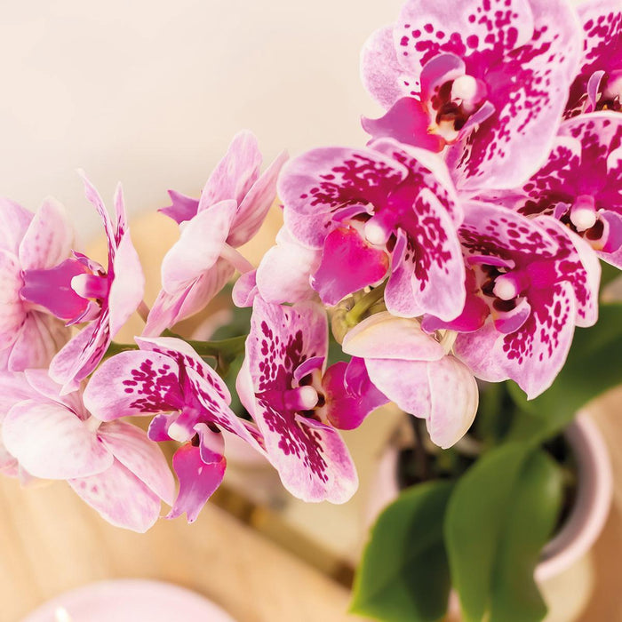 Særtilbud: 4 Lyserøde Phalaenopsis-Orkideer - El Salvador