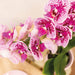 Særtilbud: 4 Lyserøde Phalaenopsis-Orkideer - El Salvador