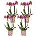 Særtilbud: 4 Lyserøde Phalaenopsis-Orkideer - El Salvador