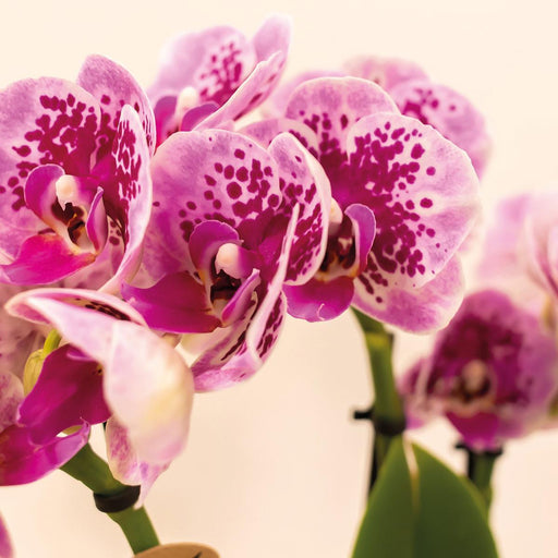 Særtilbud: 4 Lyserøde Phalaenopsis-Orkideer - El Salvador