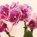 Særtilbud: 4 Lyserøde Phalaenopsis-Orkideer - El Salvador