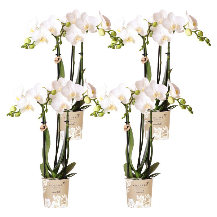 Særtilbud: 4 Phalaenopsis Hvide Orkideer Amabilis