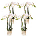 Særtilbud: 4 Phalaenopsis Hvide Orkideer Amabilis