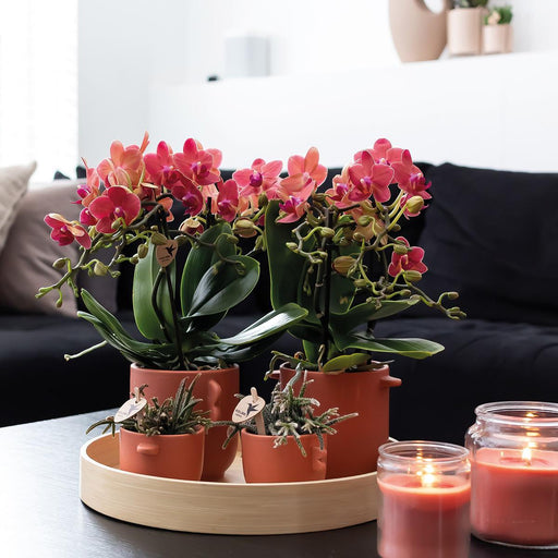 Særtilbud: Congo Red Phalaenopsis Orchid Duo