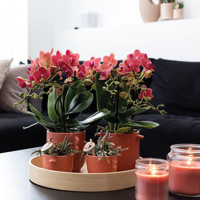 Særtilbud: Congo Red Phalaenopsis Orchid Duo