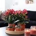 Særtilbud: Congo Red Phalaenopsis Orchid Duo