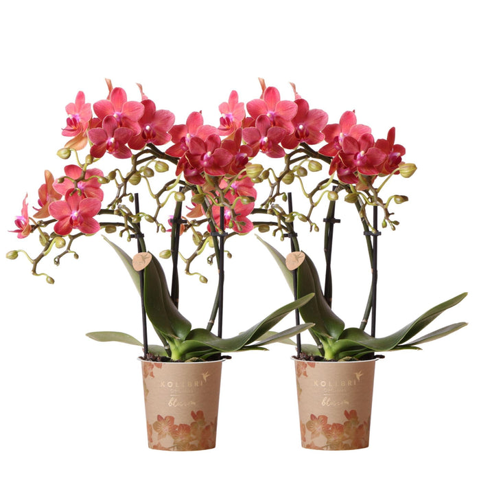 Særtilbud: Congo Red Phalaenopsis Orchid Duo