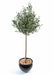 Kunstigt Oliventræ 150 Cm Indendørs Plante