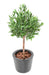 Kunstigt Oliventræ 90 Cm Til Udendørs Arrangement
