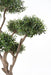 Kunstig Olivier Cloud Bonsai Til Indendørs 235 Cm