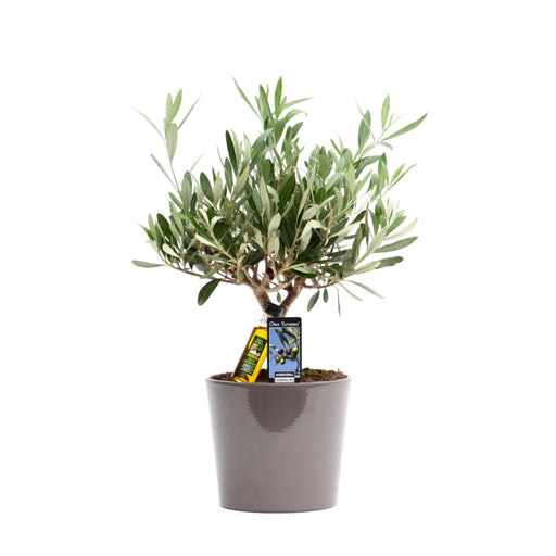 Olivier I Sin Taupe Keramiske Gryde H35Cm