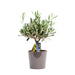 Olivier I Sin Taupe Keramiske Gryde H35Cm