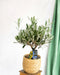 Olivier I Sin Taupe Keramiske Gryde H35Cm