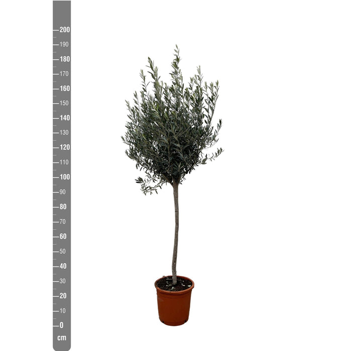 Oliventræ - Olea Europaea Stamme
