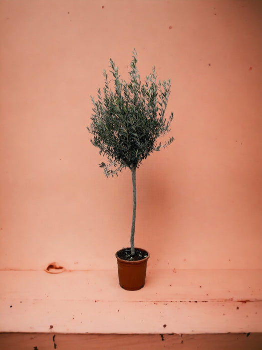 Oliventræ - Olea Europaea Stamme