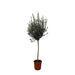 Oliventræ - Olea Europaea Stamme