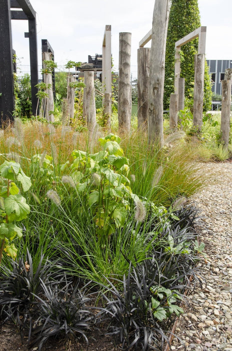 Ophiopogon Planiscapus 'Nigrescens'
