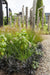 Ophiopogon Planiscapus 'Nigrescens'