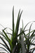 Ophiopogon Planiscapus 'Nigrescens'