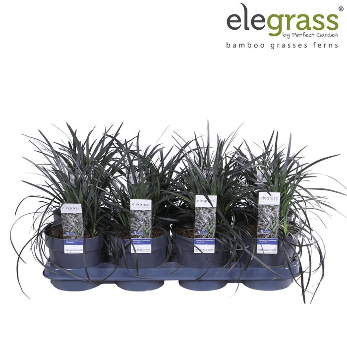 Ophiopogon Planiscapus 'Nigrescens'