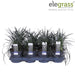 Ophiopogon Planiscapus 'Nigrescens'