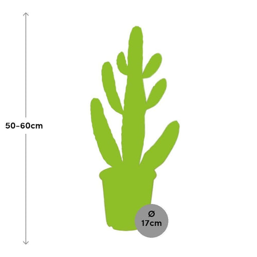 Opuntia Consolea H55Cm - Indendørs Kaktus