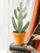 Opuntia Consolea H55Cm - Indendørs Kaktus