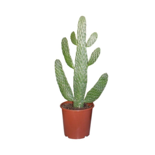 Opuntia Consolea H55Cm - Indendørs Kaktus